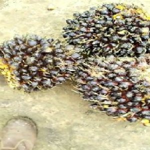 unripe_train (863).jpg