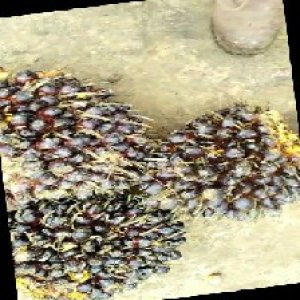 unripe_train (864).jpg