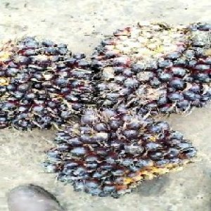 unripe_train (866).jpg