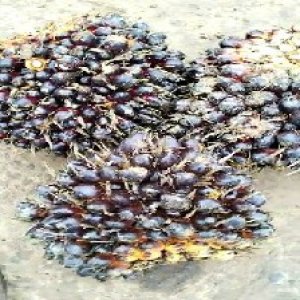 unripe_train (867).jpg