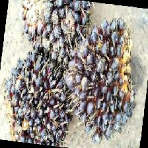 unripe_train (868).jpg