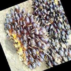 unripe_train (869).jpg