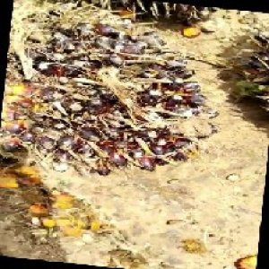 unripe_train (87).jpg