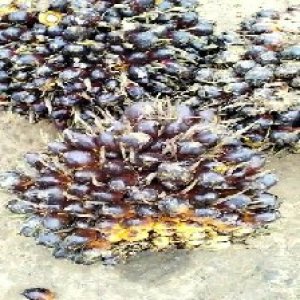 unripe_train (870).jpg