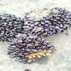 unripe_train (871).jpg