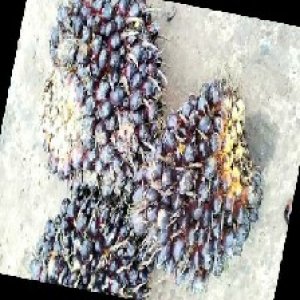 unripe_train (872).jpg