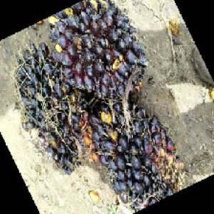 unripe_train (874).jpg