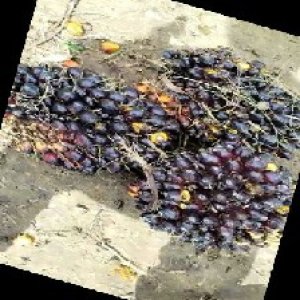 unripe_train (875).jpg