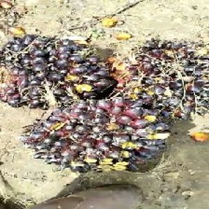 unripe_train (877).jpg