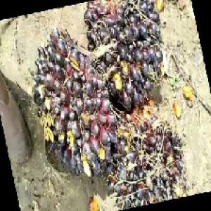 unripe_train (878).jpg