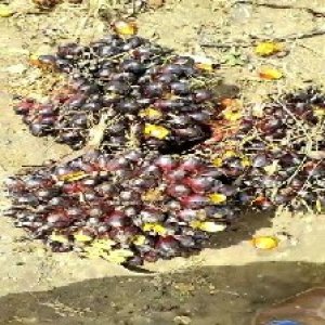 unripe_train (879).jpg