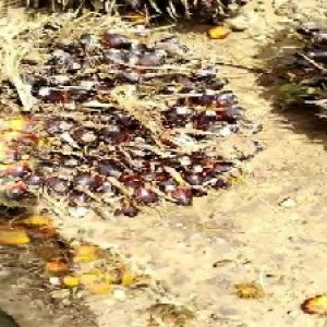 unripe_train (88).jpg