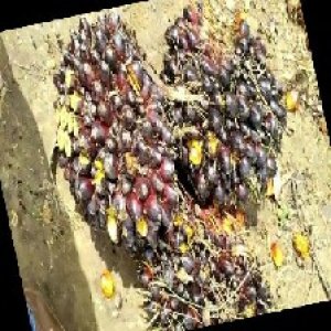 unripe_train (880).jpg