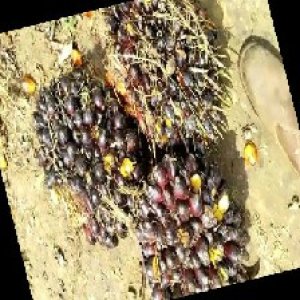 unripe_train (881).jpg