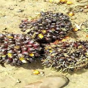 unripe_train (882).jpg