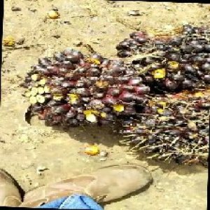 unripe_train (883).jpg