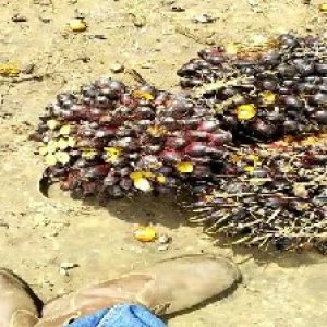 unripe_train (884).jpg