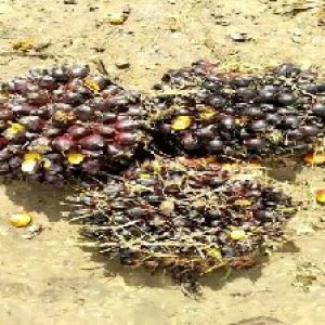 unripe_train (886).jpg