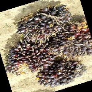 unripe_train (887).jpg