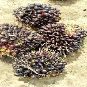 unripe_train (888).jpg