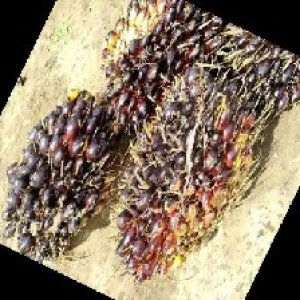 unripe_train (889).jpg