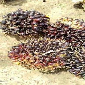 unripe_train (890).jpg