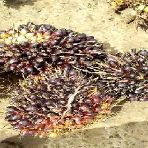 unripe_train (891).jpg