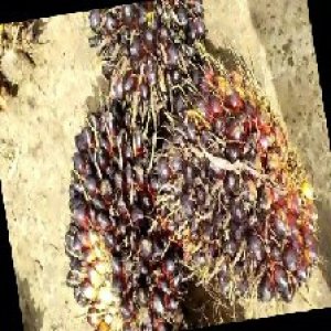 unripe_train (892).jpg