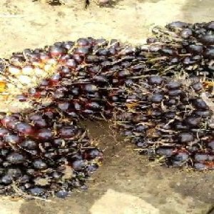 unripe_train (893).jpg