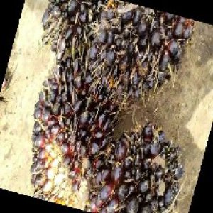 unripe_train (894).jpg