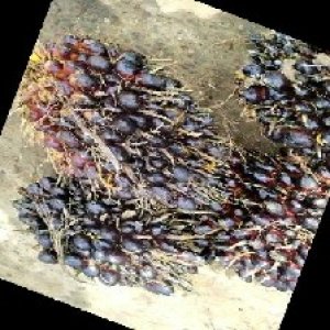 unripe_train (895).jpg