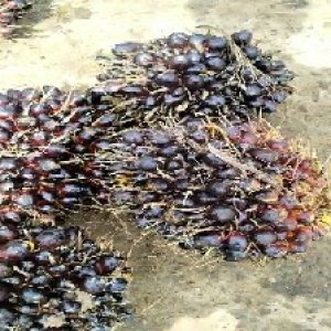 unripe_train (896).jpg