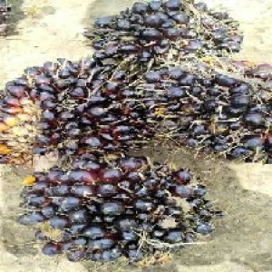 unripe_train (897).jpg