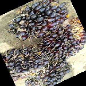 unripe_train (898).jpg