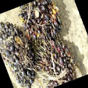 unripe_train (899).jpg