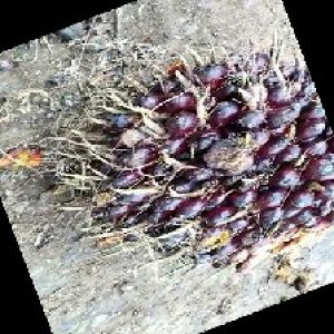 unripe_train (9).jpg