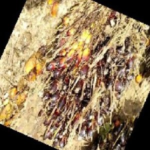 unripe_train (90).jpg