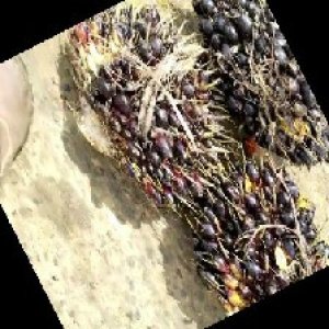 unripe_train (901).jpg