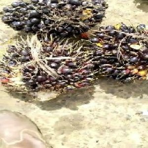 unripe_train (902).jpg