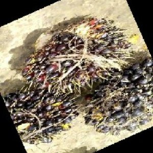 unripe_train (903).jpg