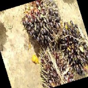 unripe_train (905).jpg