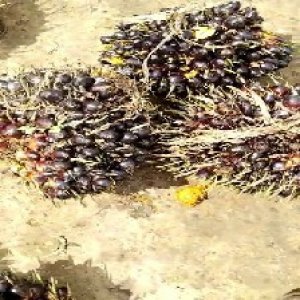 unripe_train (906).jpg