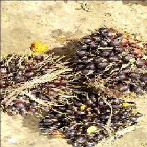 unripe_train (907).jpg