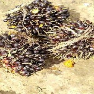 unripe_train (908).jpg