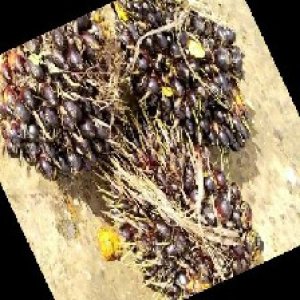 unripe_train (909).jpg