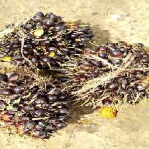 unripe_train (910).jpg