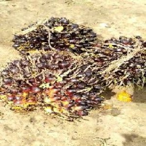 unripe_train (911).jpg