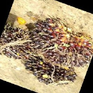 unripe_train (912).jpg