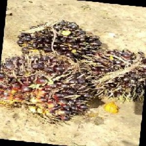 unripe_train (913).jpg