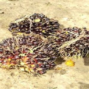 unripe_train (914).jpg